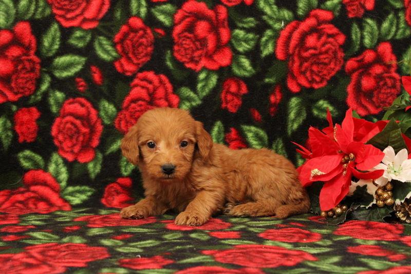 puppy, for, sale, Mini Goldendoodle F1, Matthew B. Stoltzfus, dog, breeder, Gap, PA, dog-breeder, puppy-for-sale, forsale, nearby, find, puppyfind, locator, puppylocator, aca